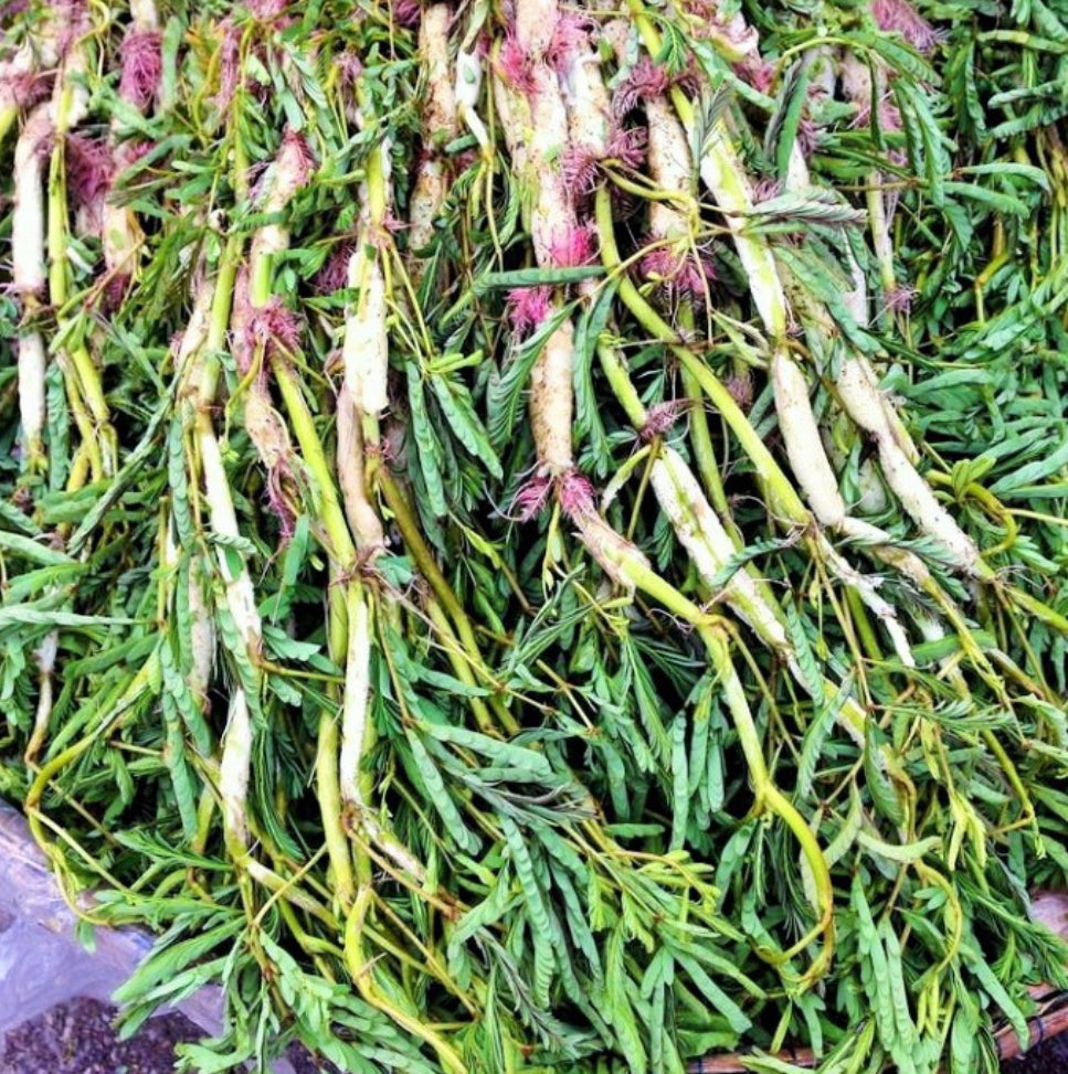Rau nhút 200gr (7760456351977)